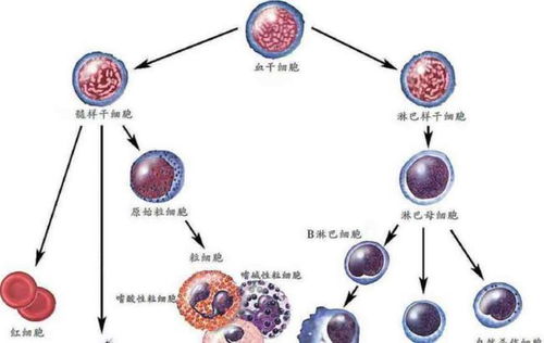 白血病无传染性，家属为何仍需佩戴口罩？深入解析人体干细胞技术的应用